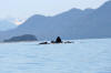 Humpback whales feeding