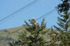 Can you spot the two eagles?