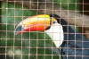 Toucan Sam