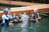 Hello Mr. Dolphin