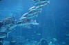Whole lotta fish