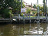 Manatees crossing!