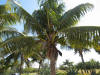 ...put the lime in the Coconut...