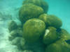 Brain coral