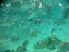 Surrounded by fish
