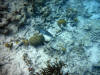 So this is why people snorkel