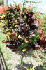 We have this plant at home!