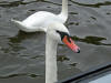 Attack of the hungry swans