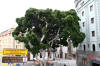 Funky ass tree