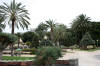 Palm trees, palm trees