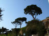 These kind of trees were on all the hills