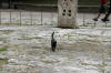 One of Rome's famous cats