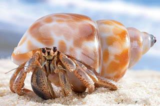 Killer Crab!