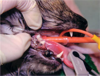 JC's Surgery