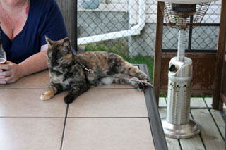 JC enjoys hanging outside