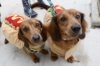 Weiner Dogs