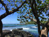 Pretty Hawaiin Backdrop