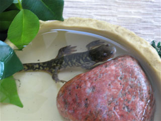 Who's A Cute Salamander?!?!?