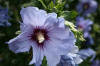 Pretty flower