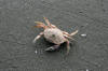 Mr. Crabbie Crab