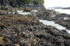 Mussels, mussels, everywhere