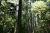 Cathedral Grove