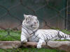 Lions and tigers oh my!