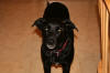 Missy poses for the camera